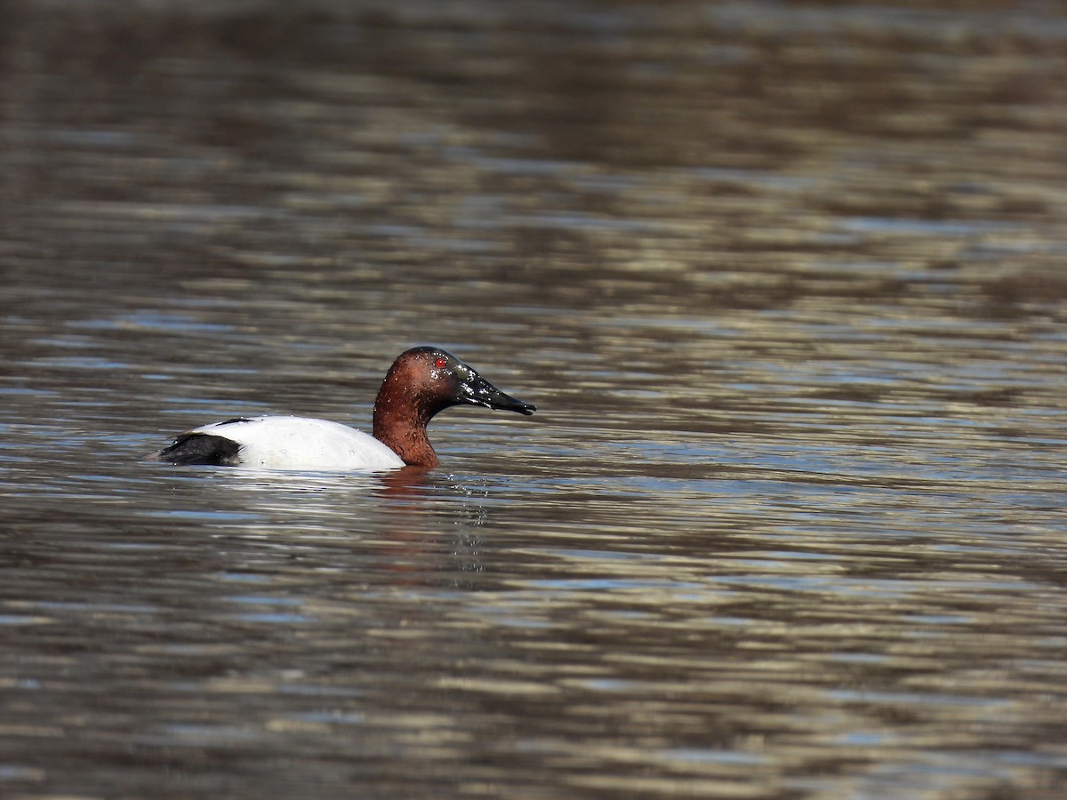 Canvasback - ML315201581