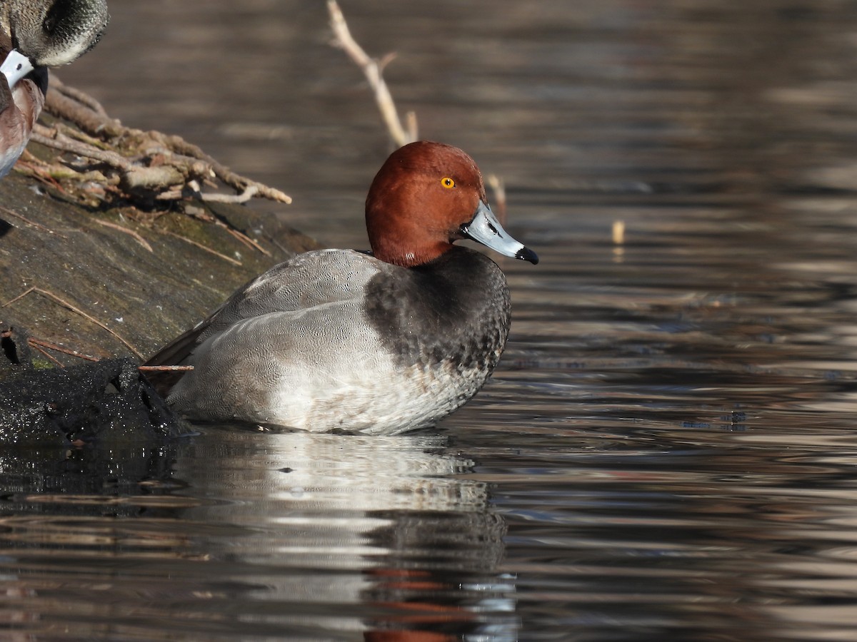 Redhead - ML315201971