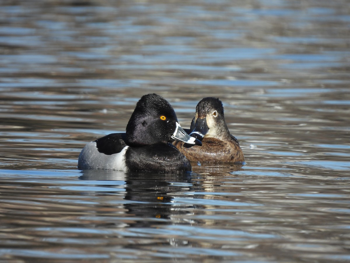 Ring-necked Duck - Mary Rumple