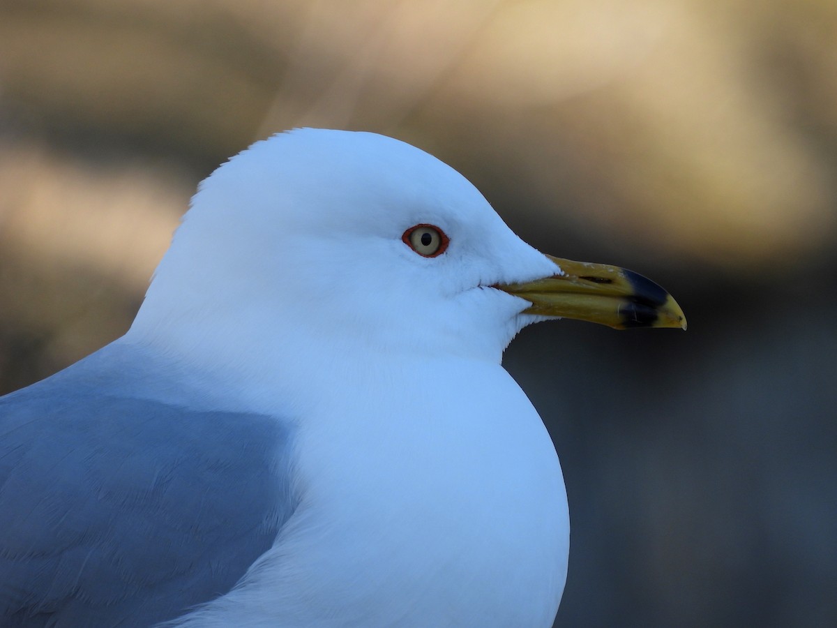 Ring-billed Gull - ML315202171