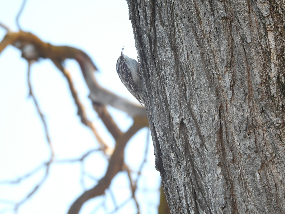 Brown Creeper - ML315203071