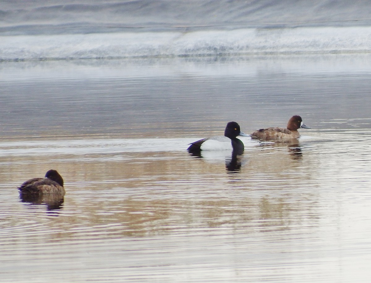 Lesser Scaup - ML315203211