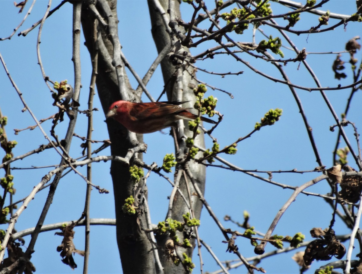 Purple Finch (Western) - Cara Barnhill