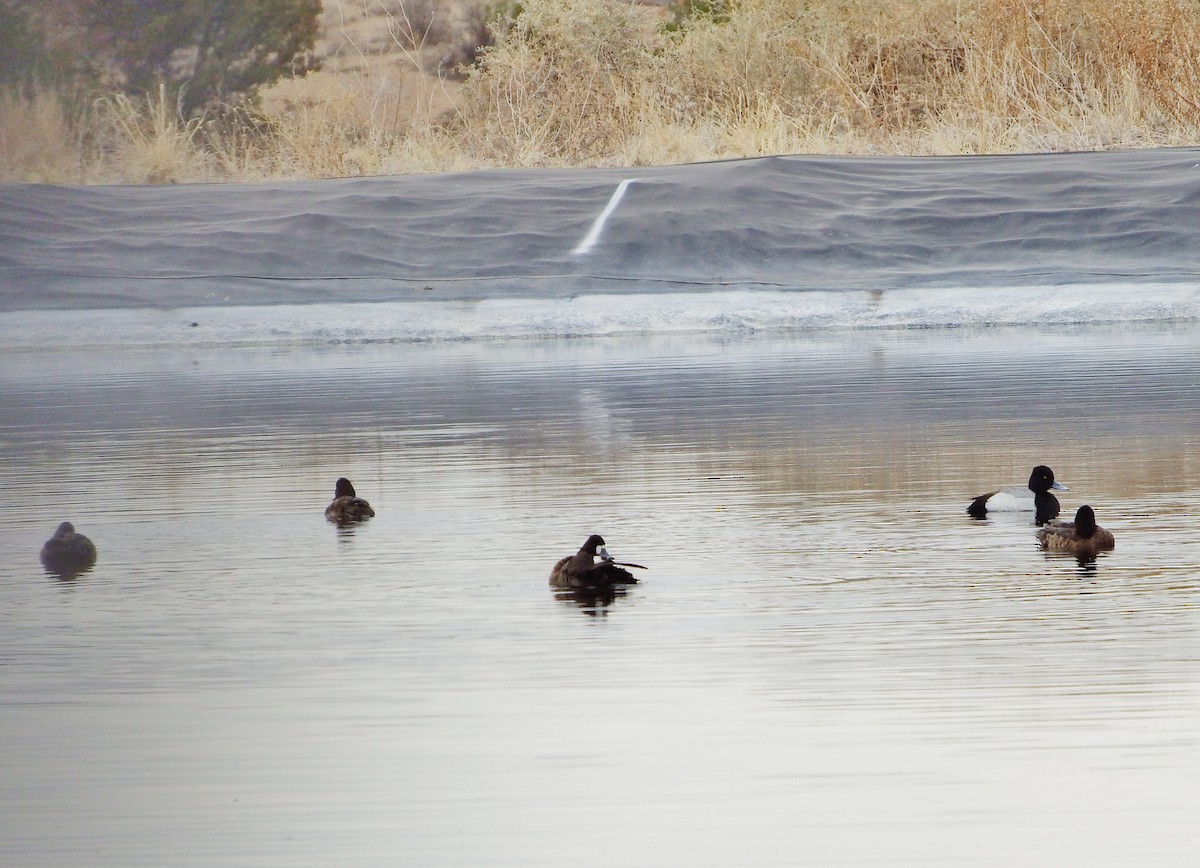 Lesser Scaup - ML315203331