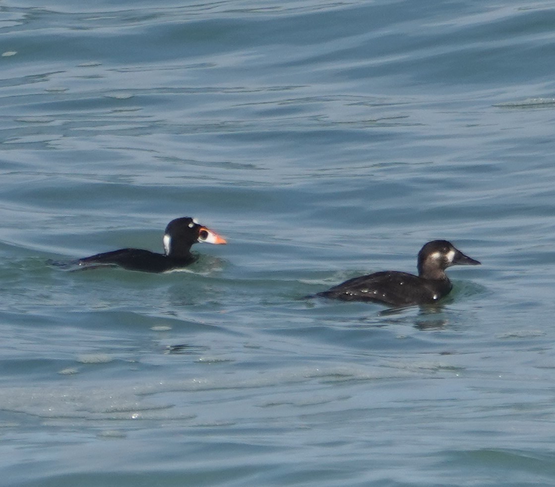 Surf Scoter - ML315203371