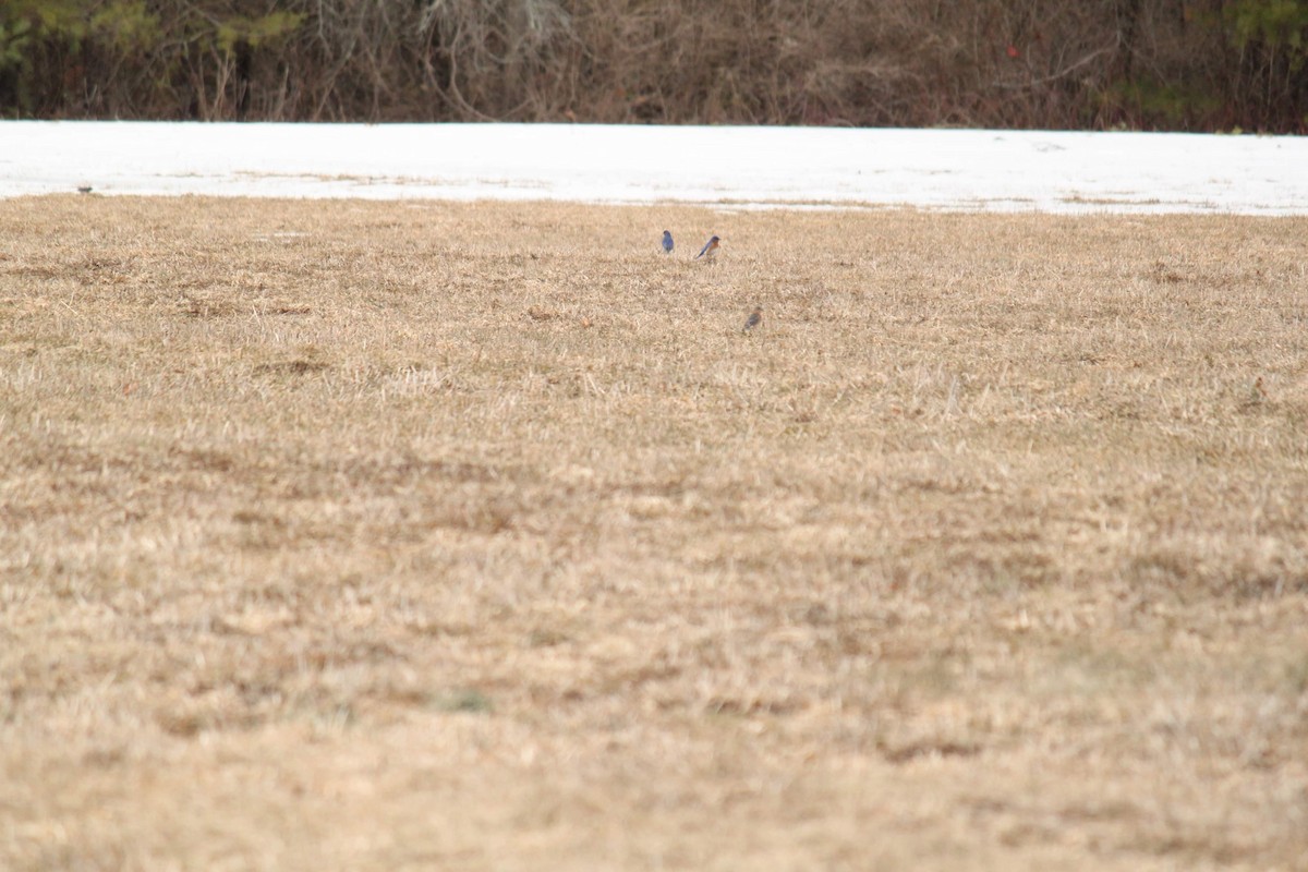 Eastern Bluebird - ML315203661