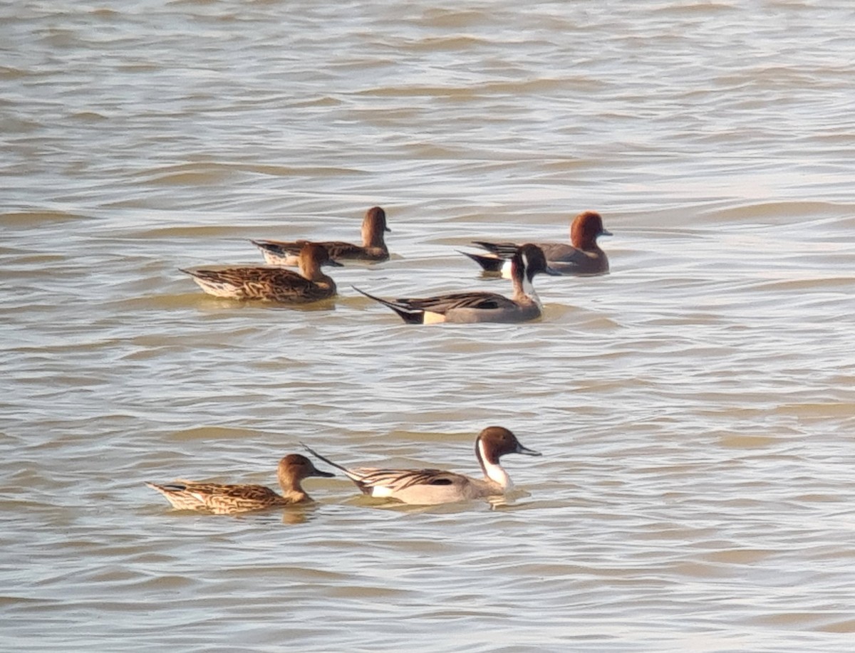 Northern Pintail - ML315203701