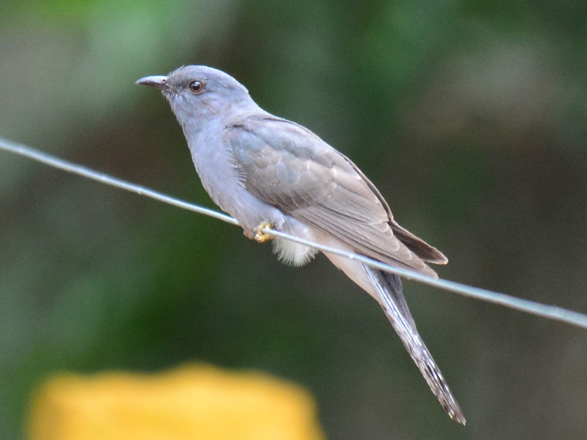 Gray-bellied Cuckoo - Renuka Vijayaraghavan