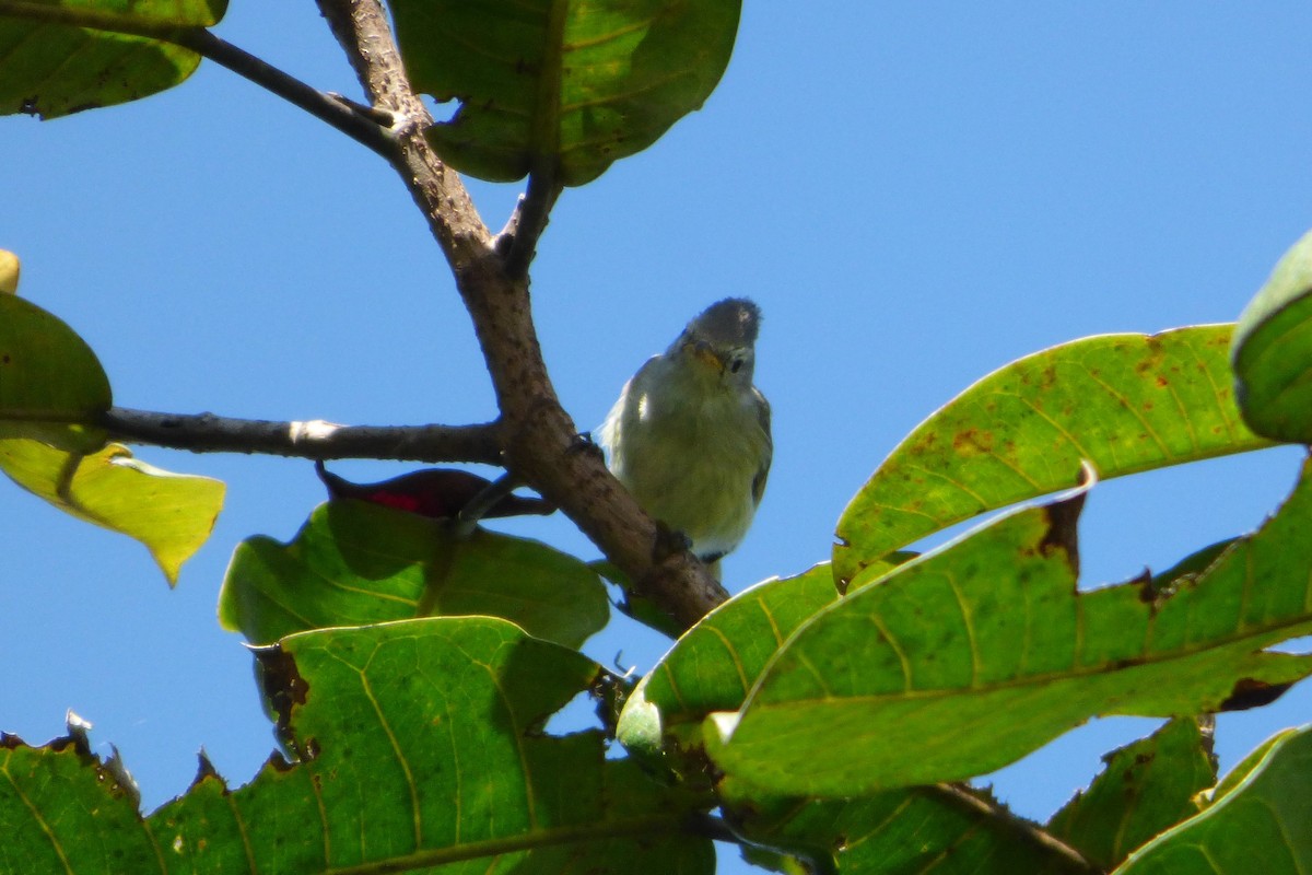 Southern Beardless-Tyrannulet - ML315205351