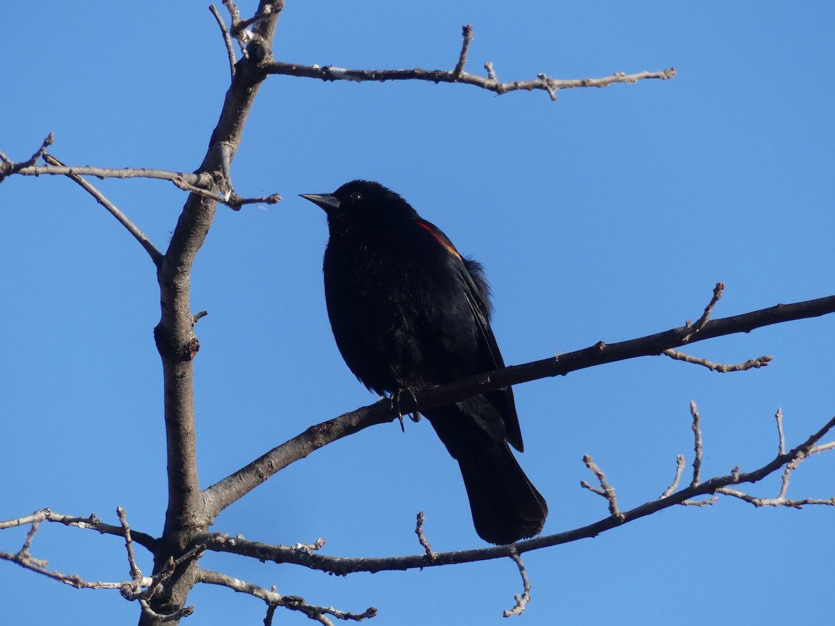 Red-winged Blackbird - ML315205731