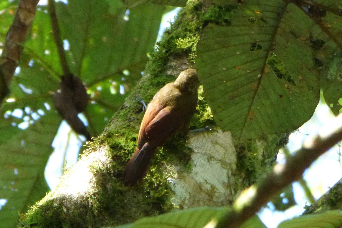 Spotted Woodcreeper - ML315205951