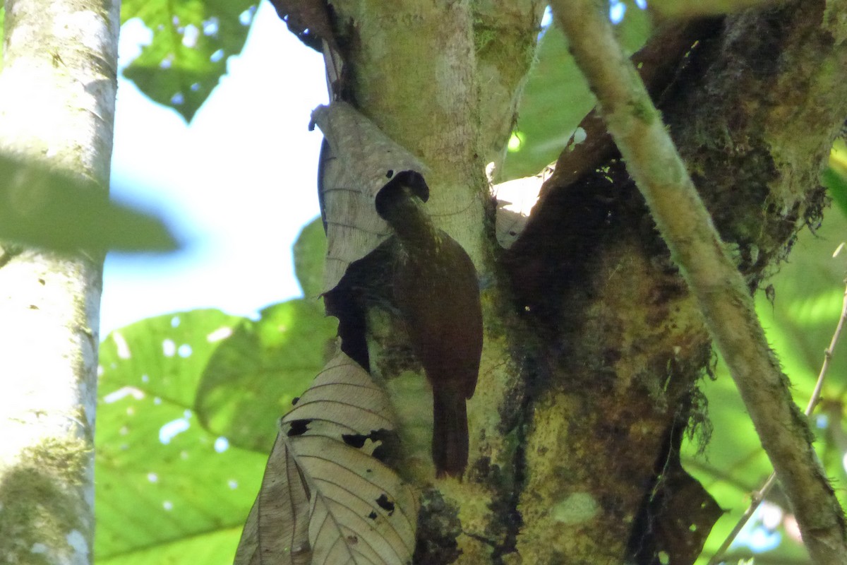 Spotted Woodcreeper - ML315206001