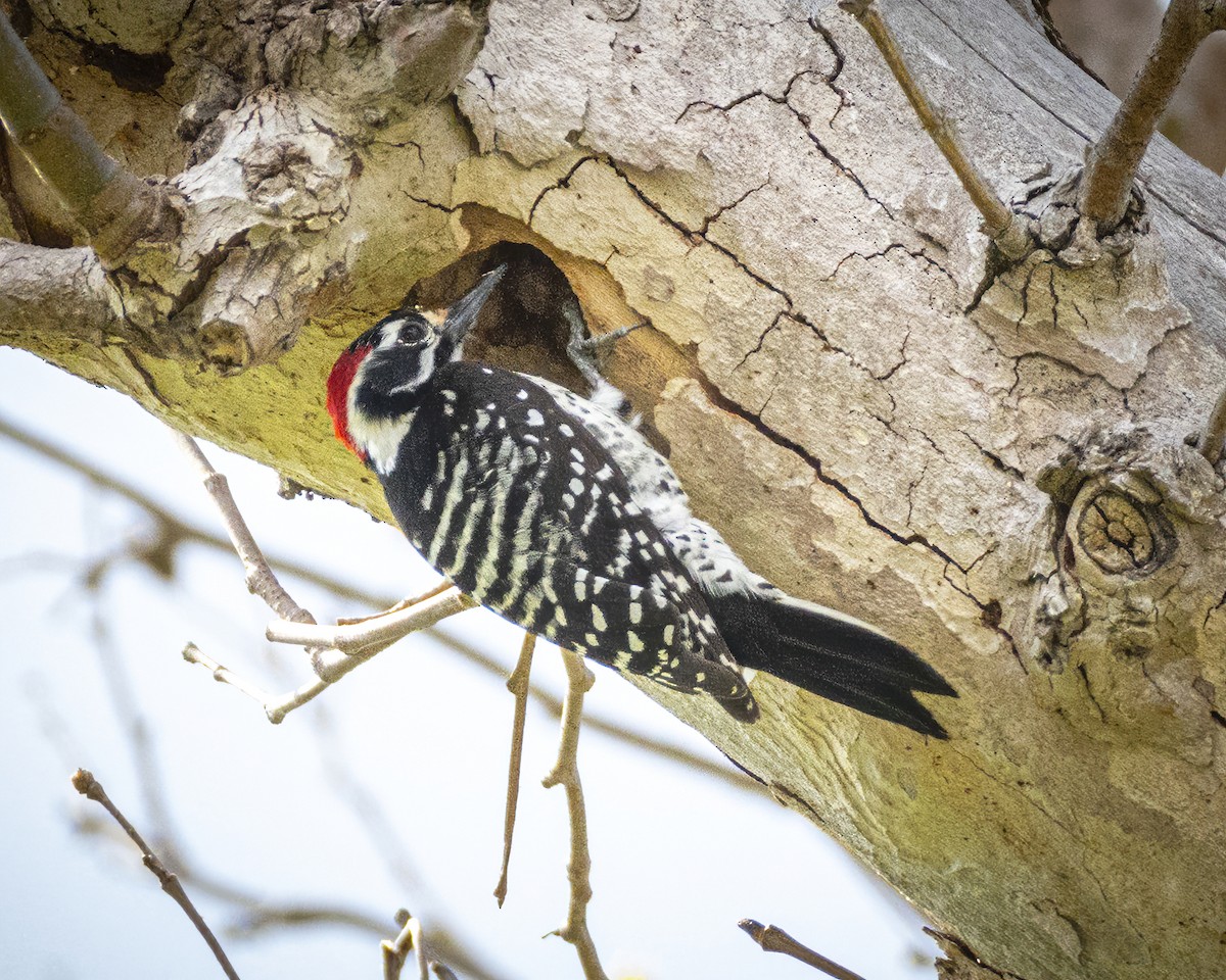 Nuttall's Woodpecker - ML315206631