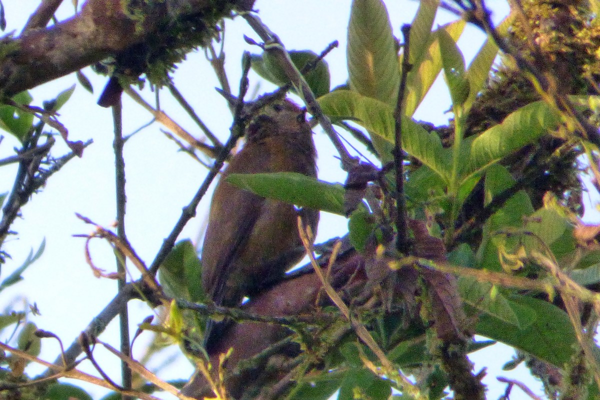 Smoky-brown Woodpecker - ML315207131