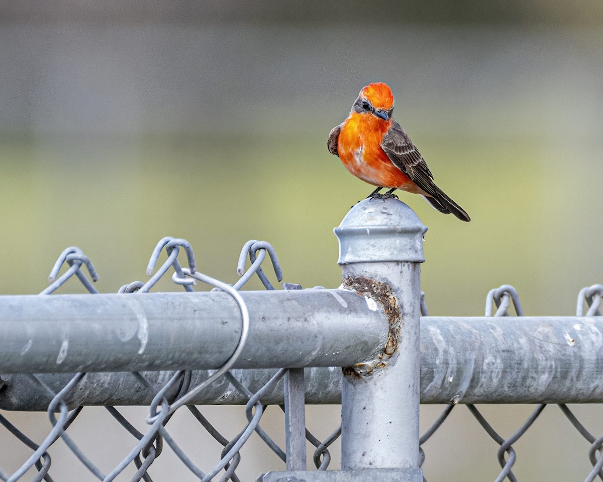 Vermilion Flycatcher - ML315207531