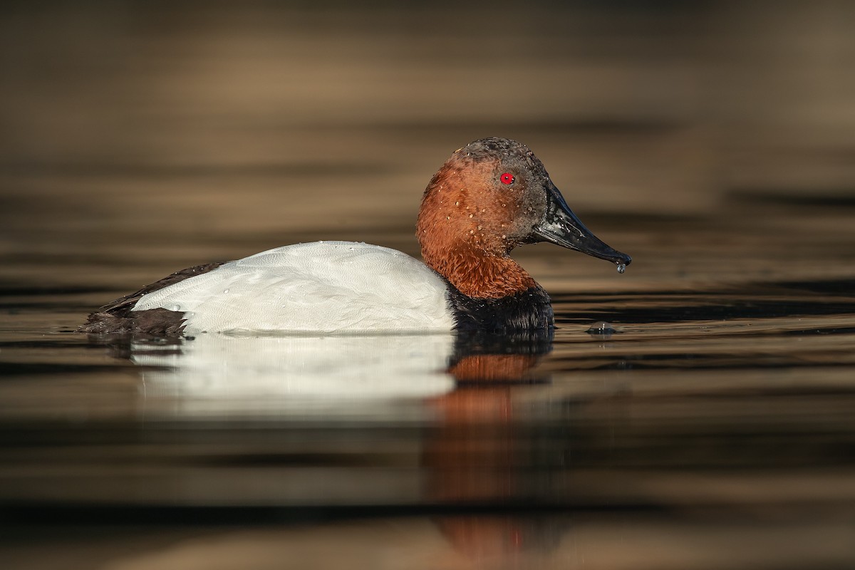 Canvasback - ML315207731