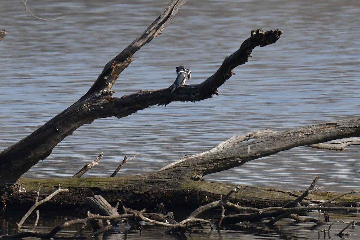 Belted Kingfisher - Anonymous