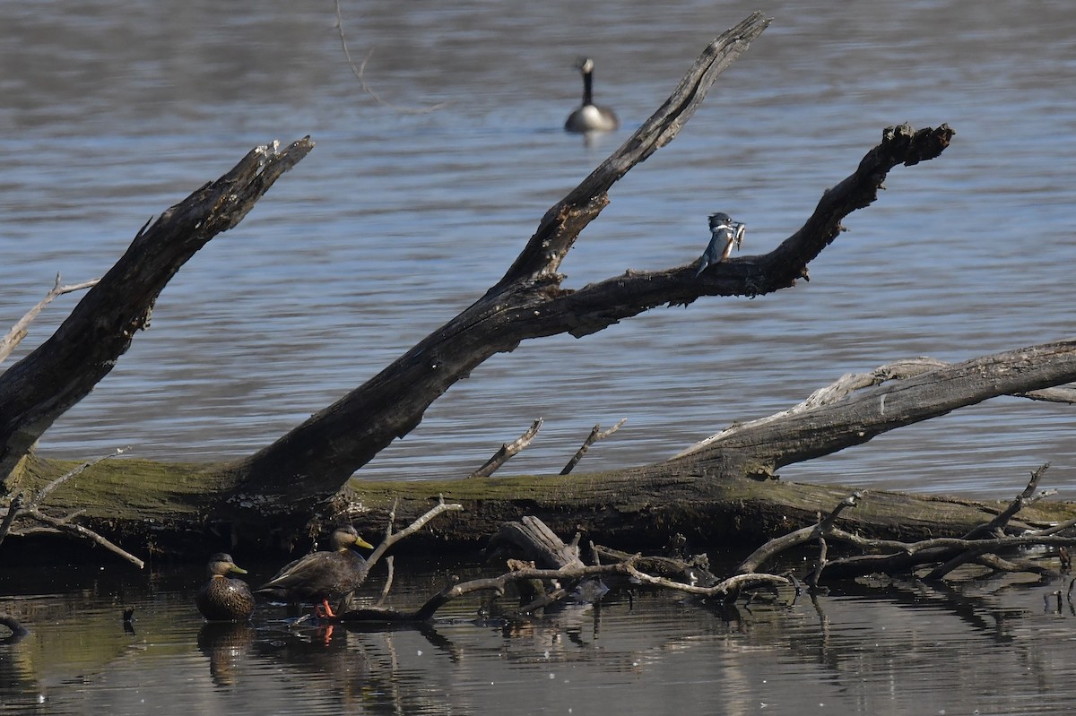 Belted Kingfisher - Anonymous