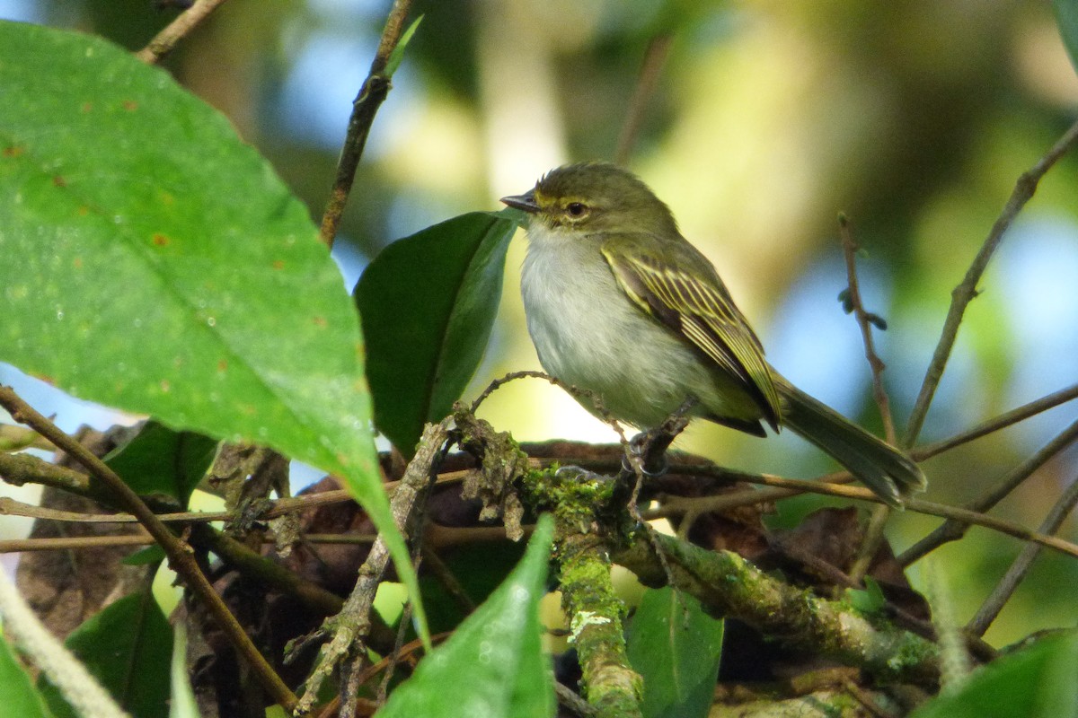 Choco Tyrannulet - Juan Manuel Pérez de Ana