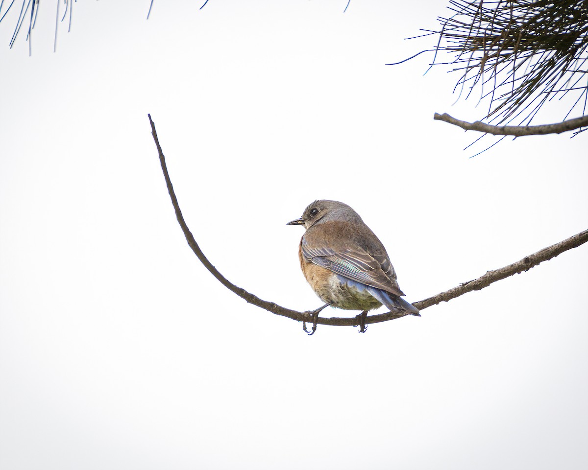 Western Bluebird - ML315208151