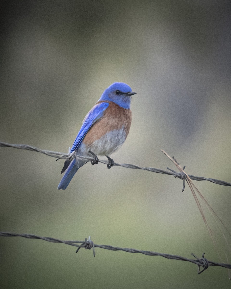 Western Bluebird - ML315208201