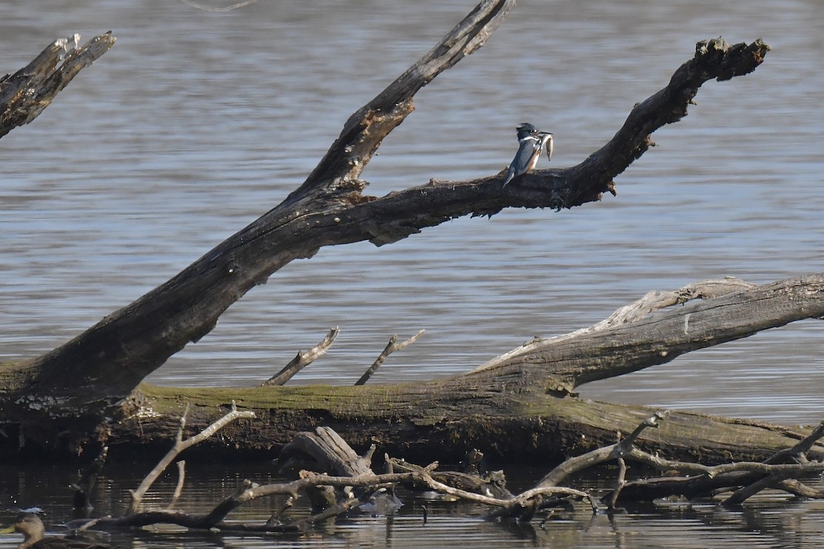 American Black Duck - ML315208271