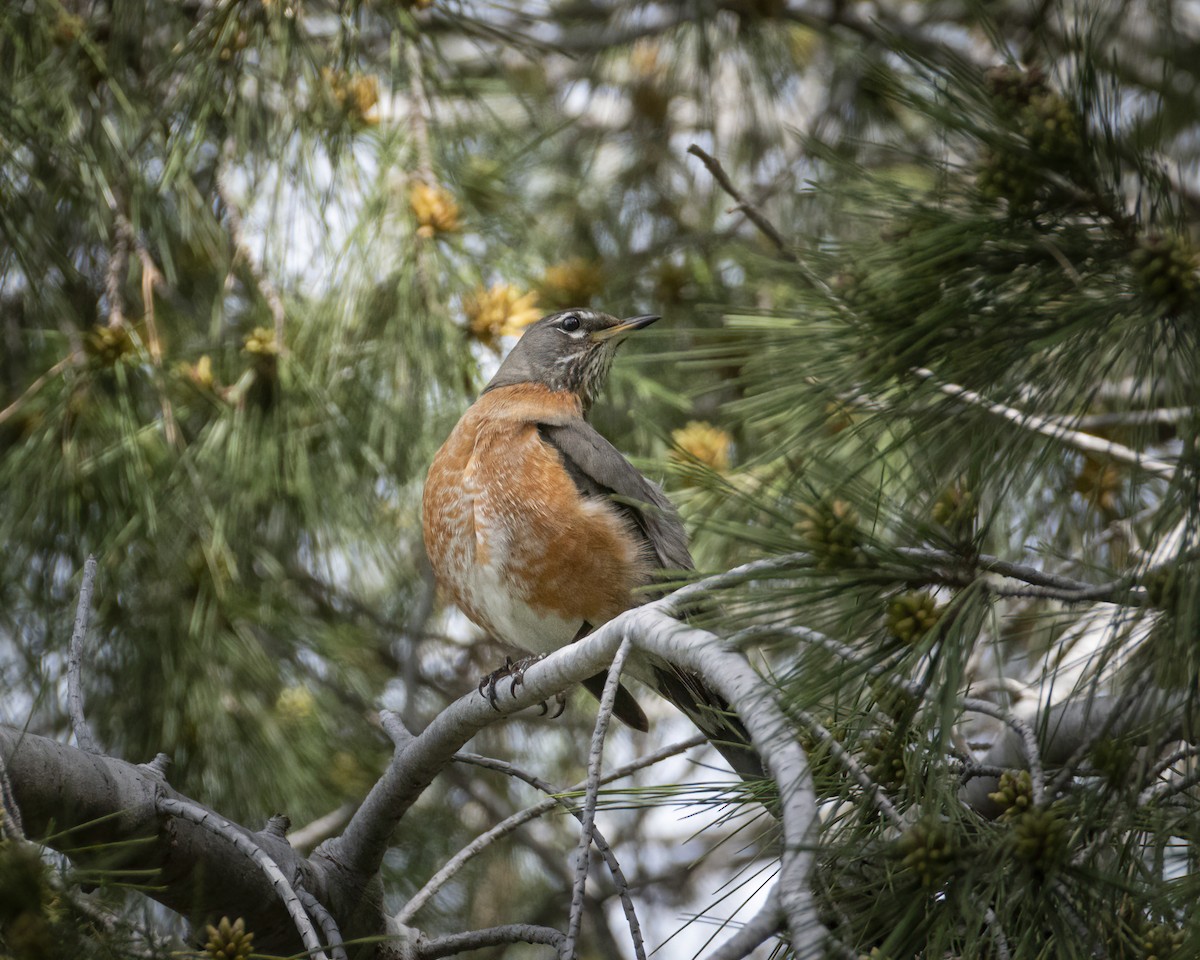 American Robin - ML315208721