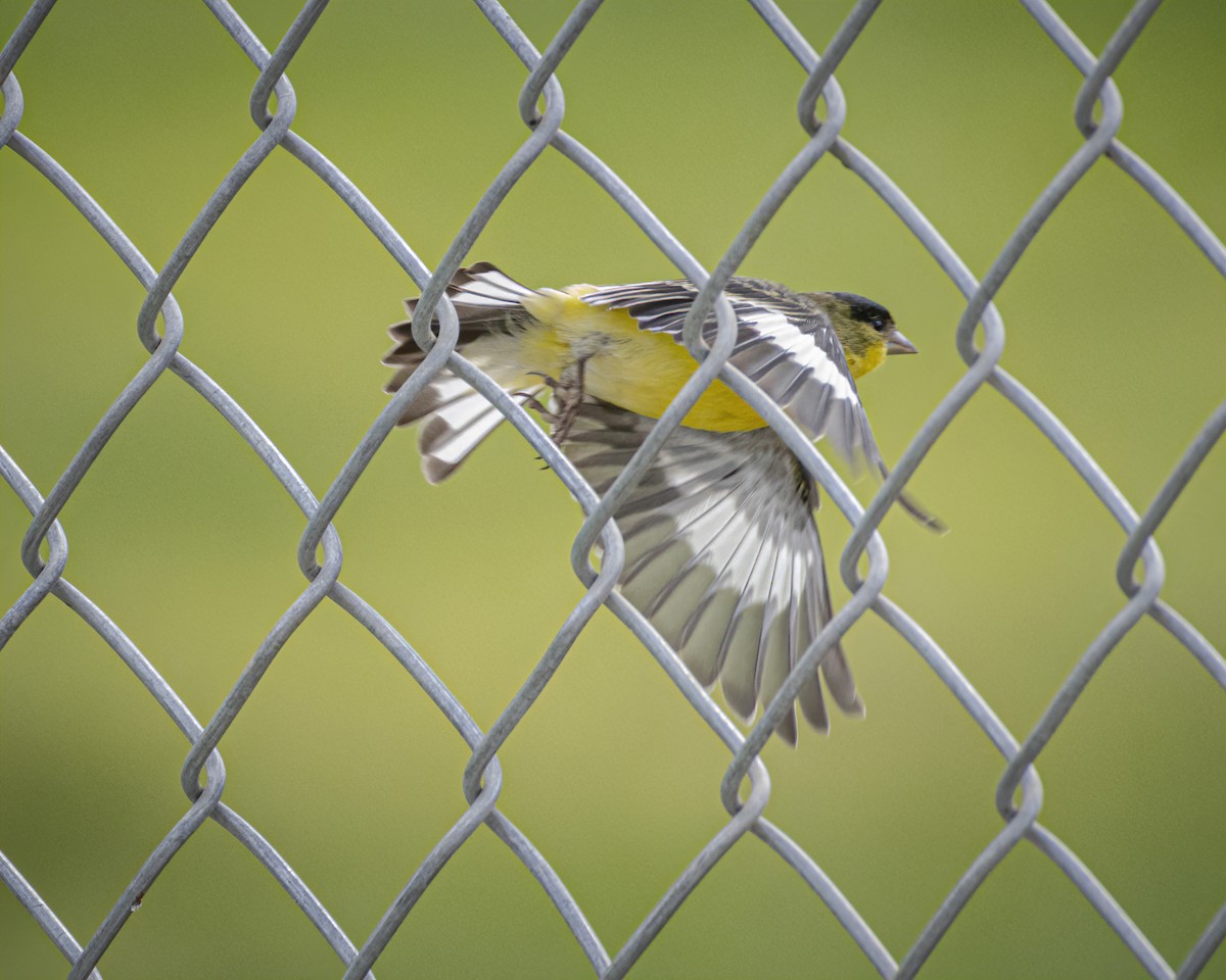 Lesser Goldfinch - ML315209031