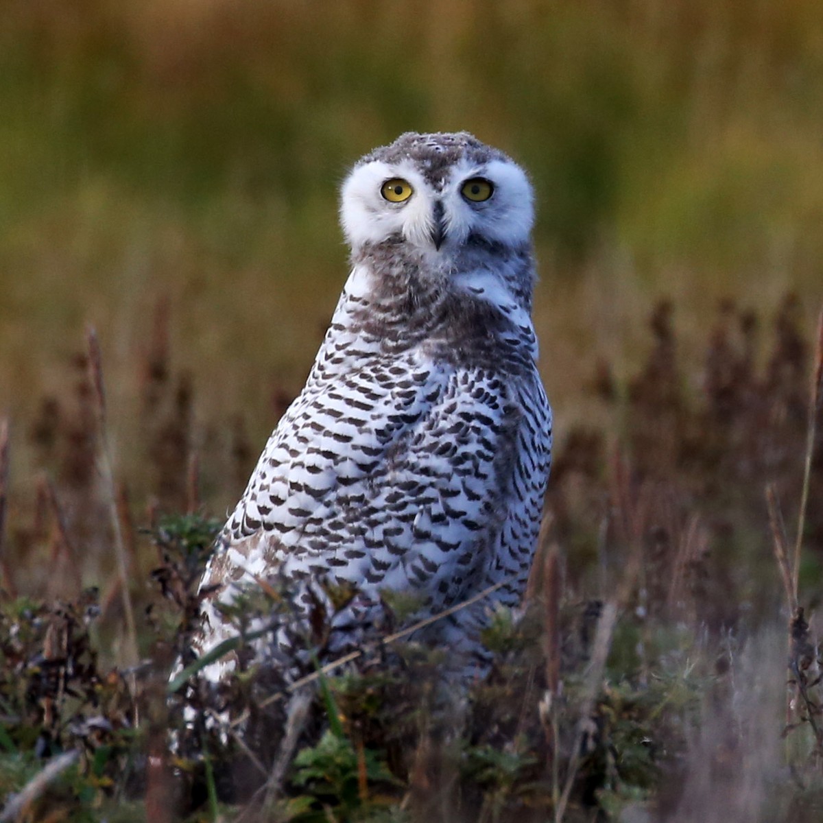 Snowy Owl - ML315209041