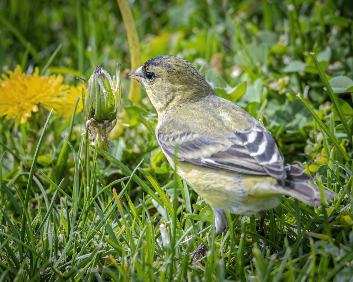 Lesser Goldfinch - ML315209101