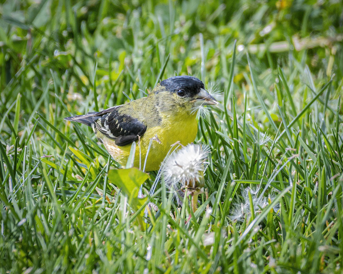 Lesser Goldfinch - James Kendall