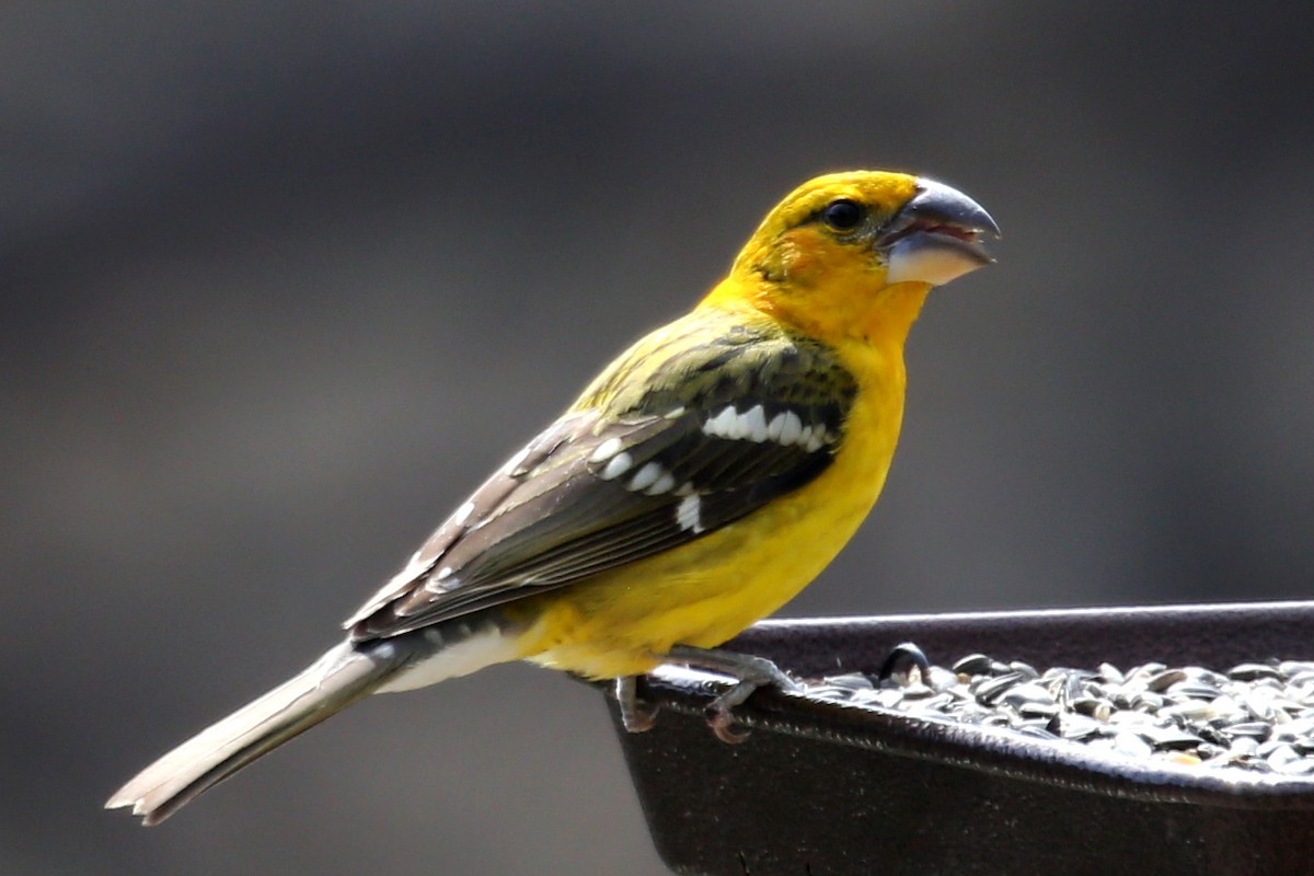 Yellow Grosbeak - ML315210311