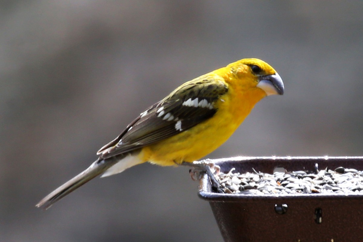 Yellow Grosbeak - ML315210371