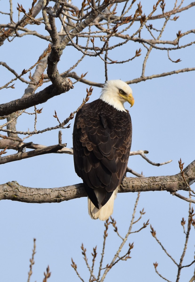 Bald Eagle - ML315210511