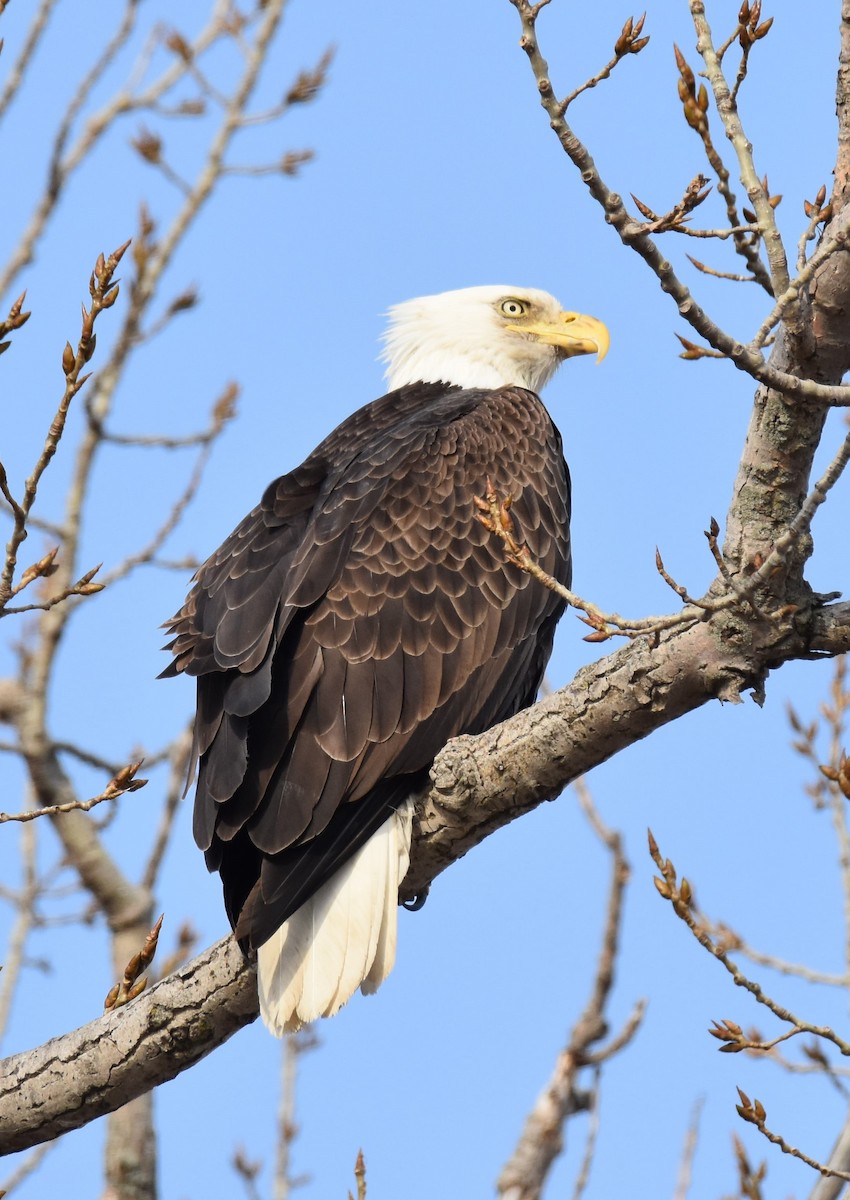 Bald Eagle - ML315210521