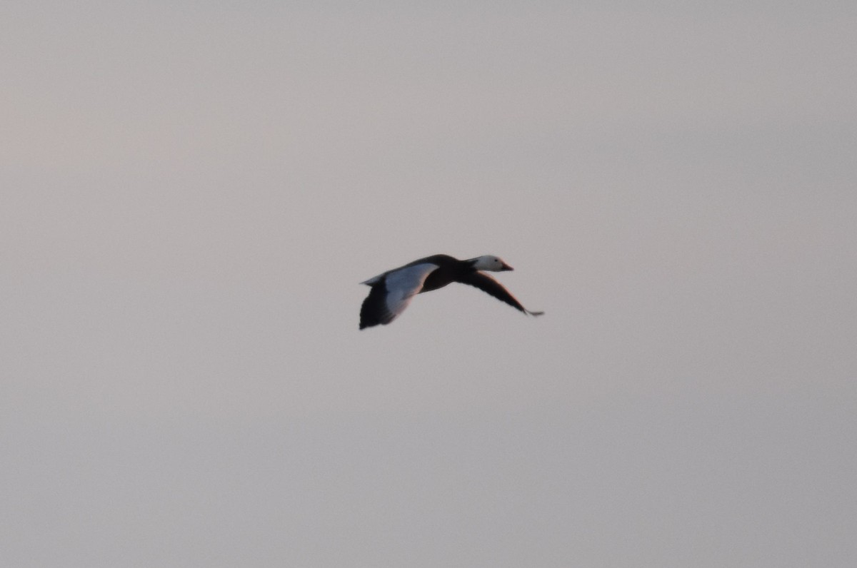 Snow Goose - ML315210561