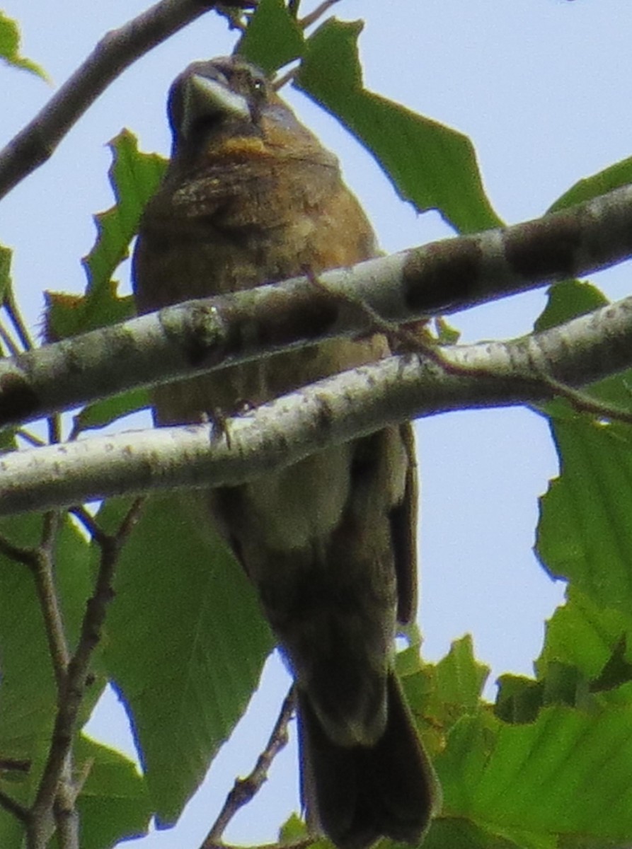 Blue Grosbeak - ML31521101