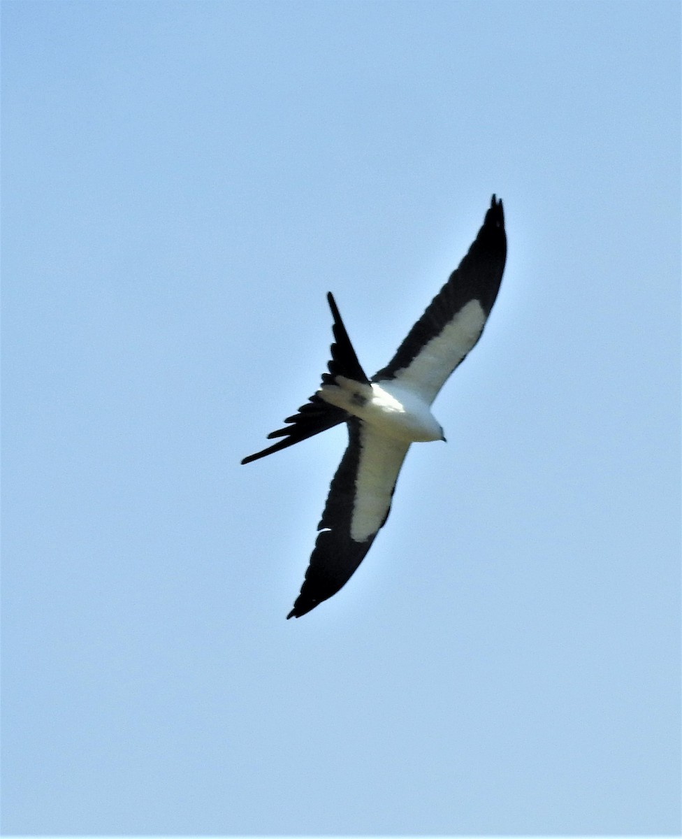 Swallow-tailed Kite - ML315212651