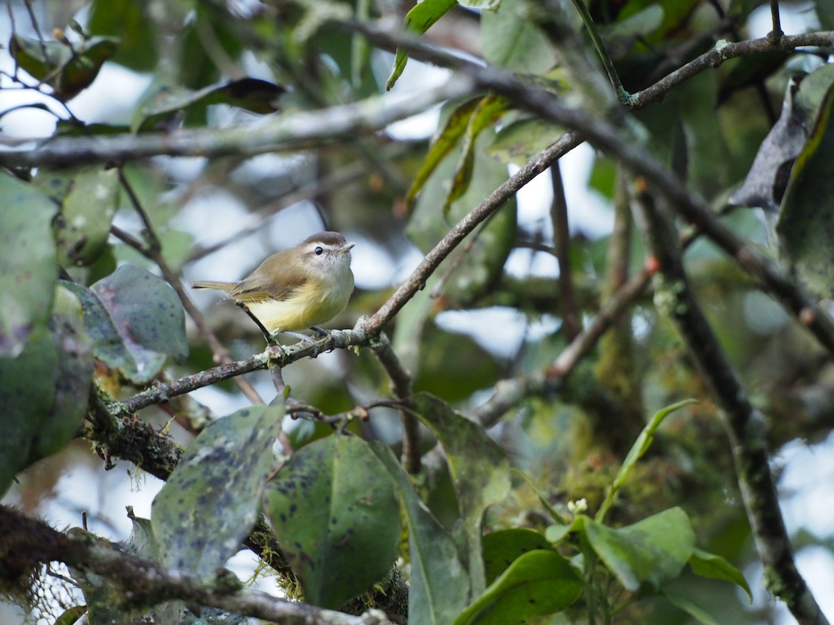 Brown-capped Vireo - Bitty Roy