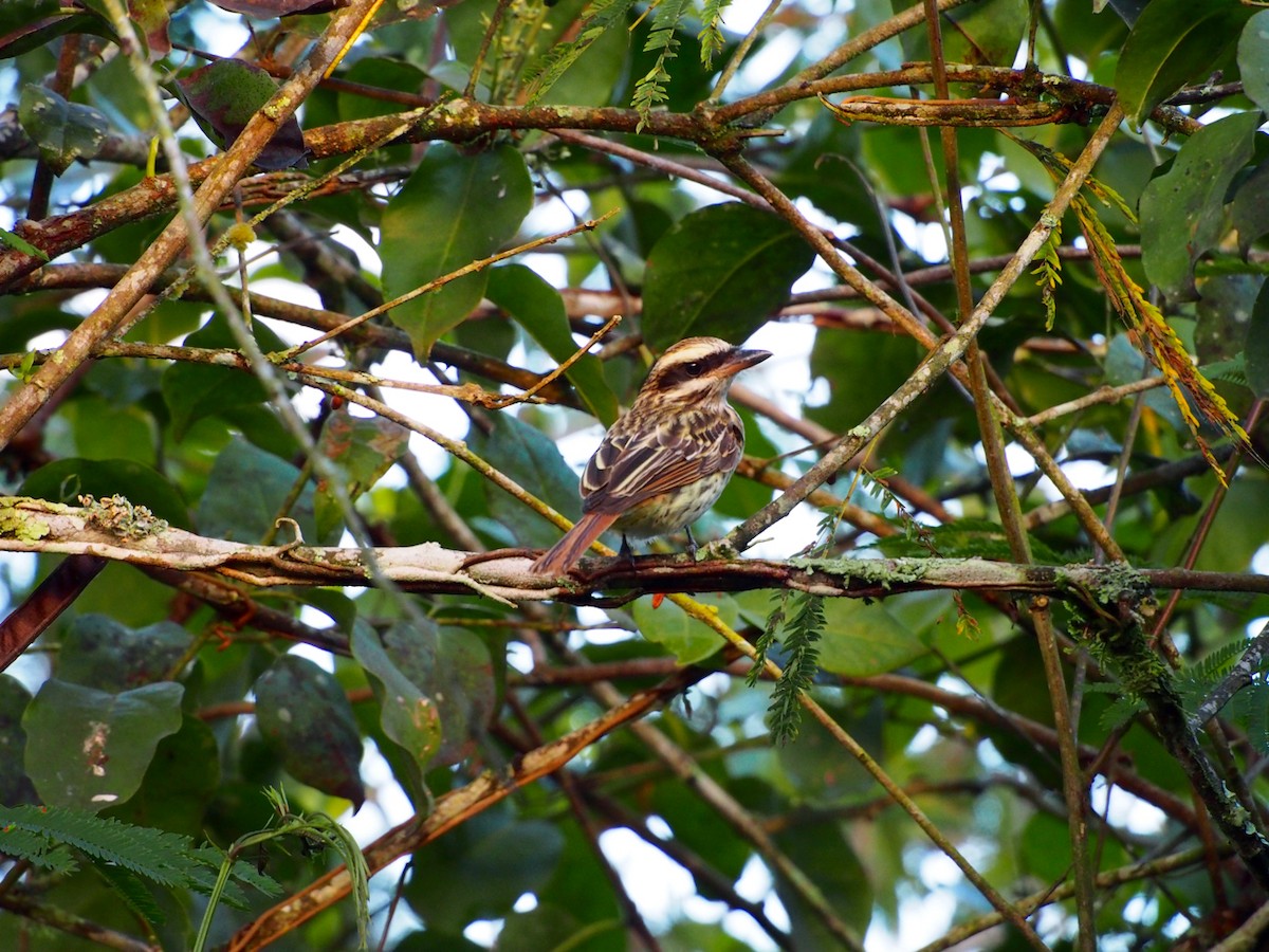 Streaked Flycatcher - ML31521371