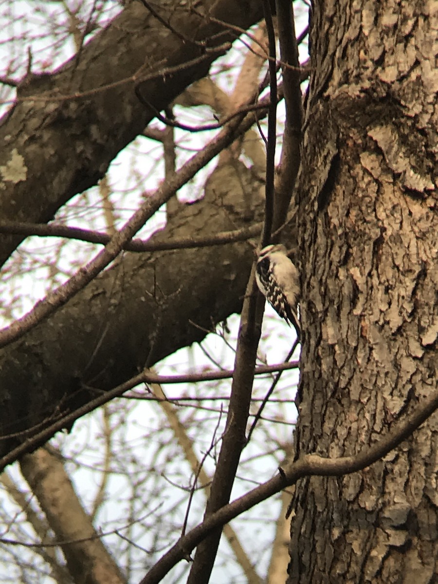 Downy Woodpecker - ML315214201