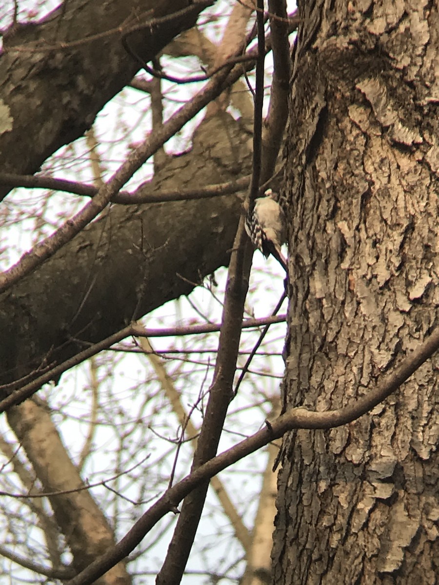 Downy Woodpecker - Leslie Rosner