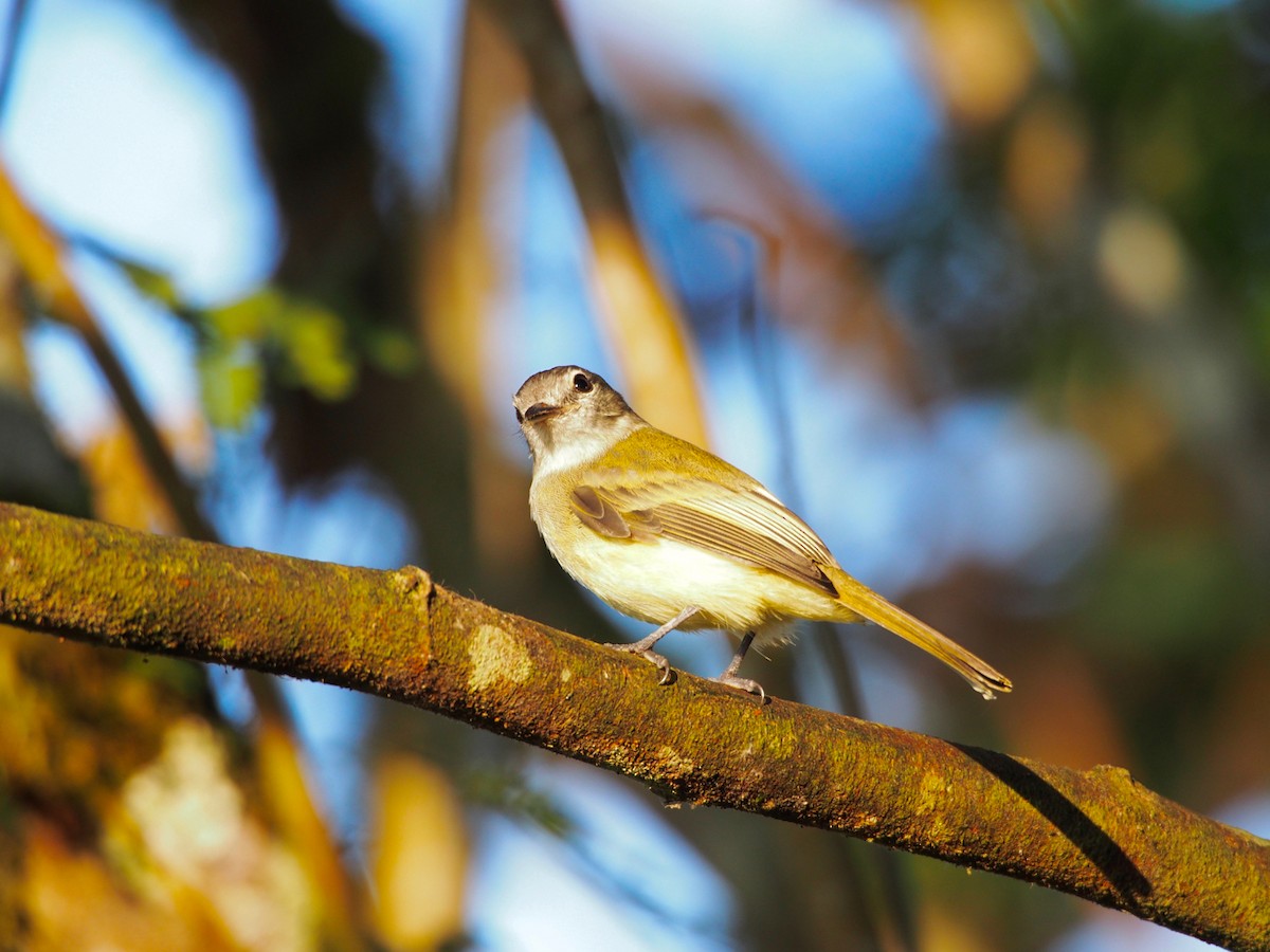 Sooty-headed Tyrannulet - ML31521501