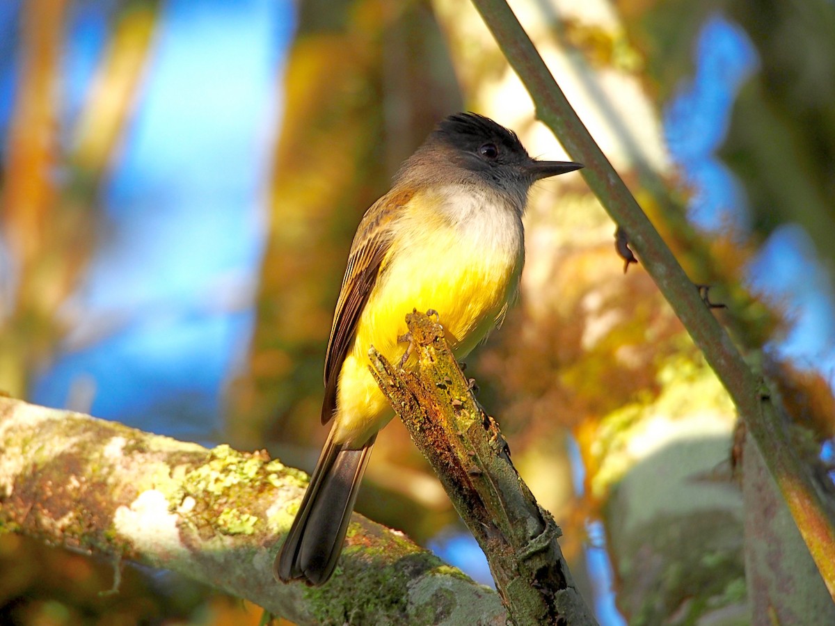 Dusky-capped Flycatcher - Bitty Roy