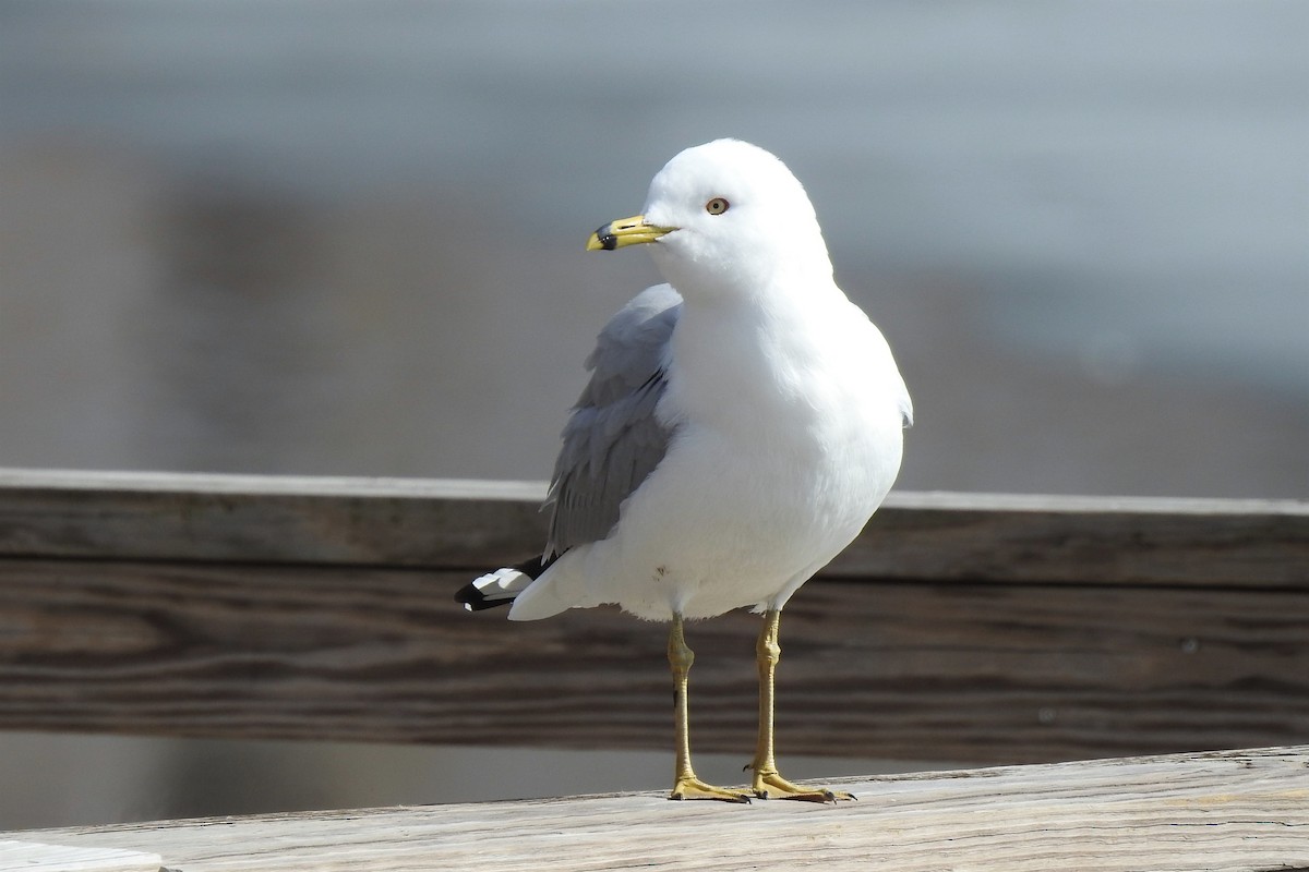 Ring-billed Gull - Barbara Clise