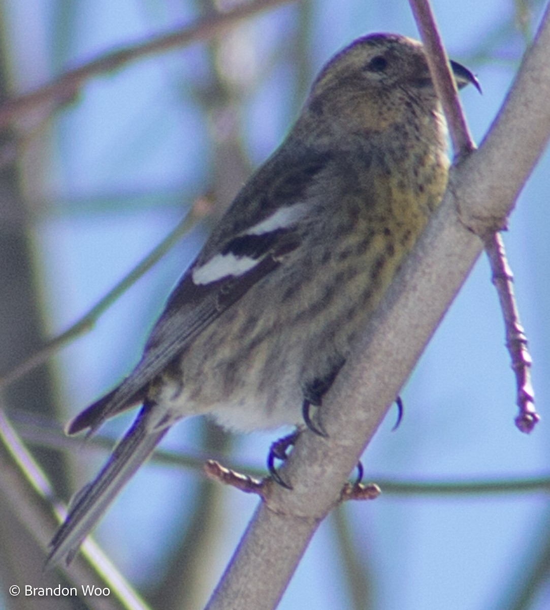 White-winged Crossbill - ML315218211