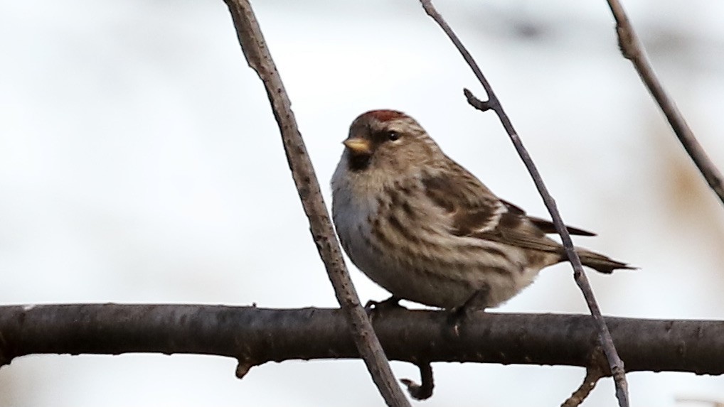 Common Redpoll - ML315221091