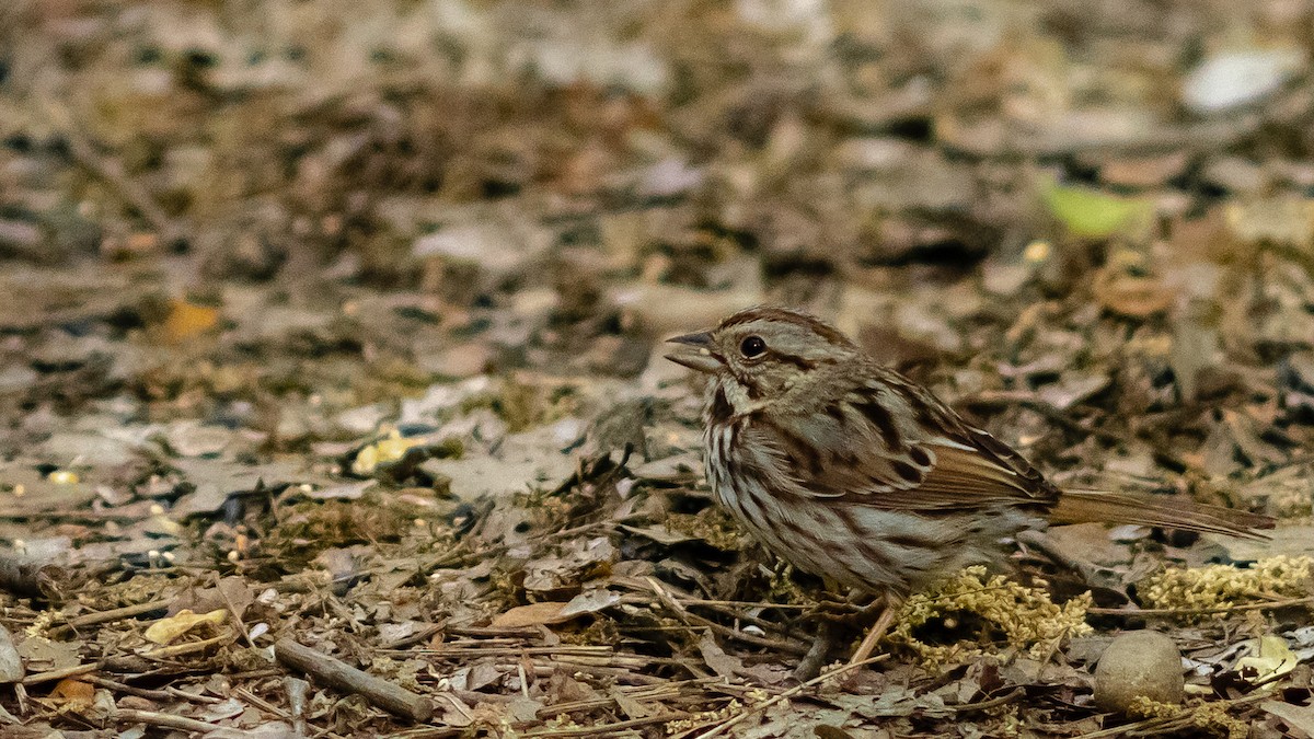 Song Sparrow - ML315221381