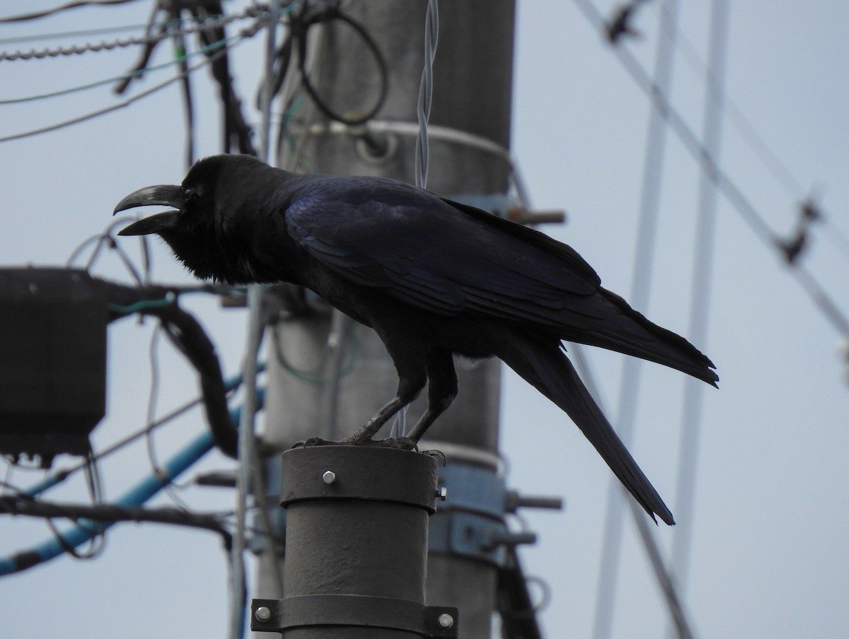 Large-billed Crow - ML315221541