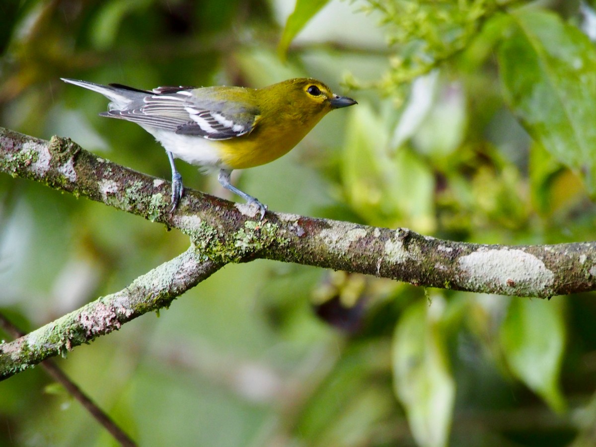 Yellow-throated Vireo - ML31522201